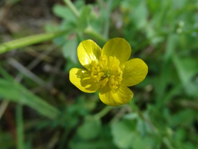 Ranunculus repens