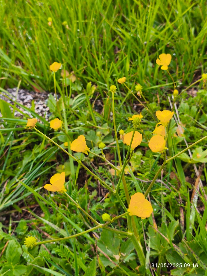 Ranunculus repens