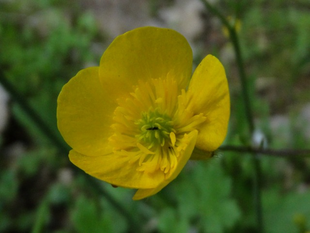 Ranunculus repens