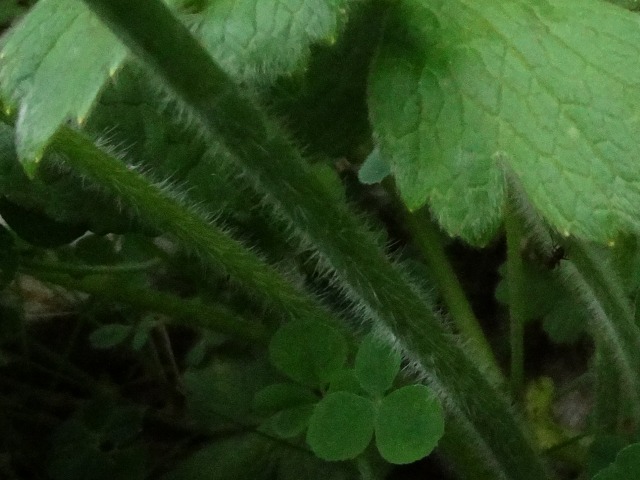 Ranunculus repens