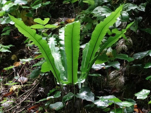 Asplenium scolopendrium