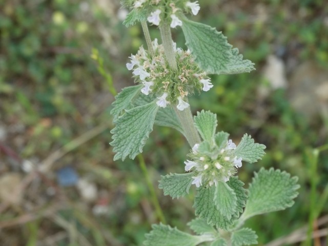 Marrubium vulgare