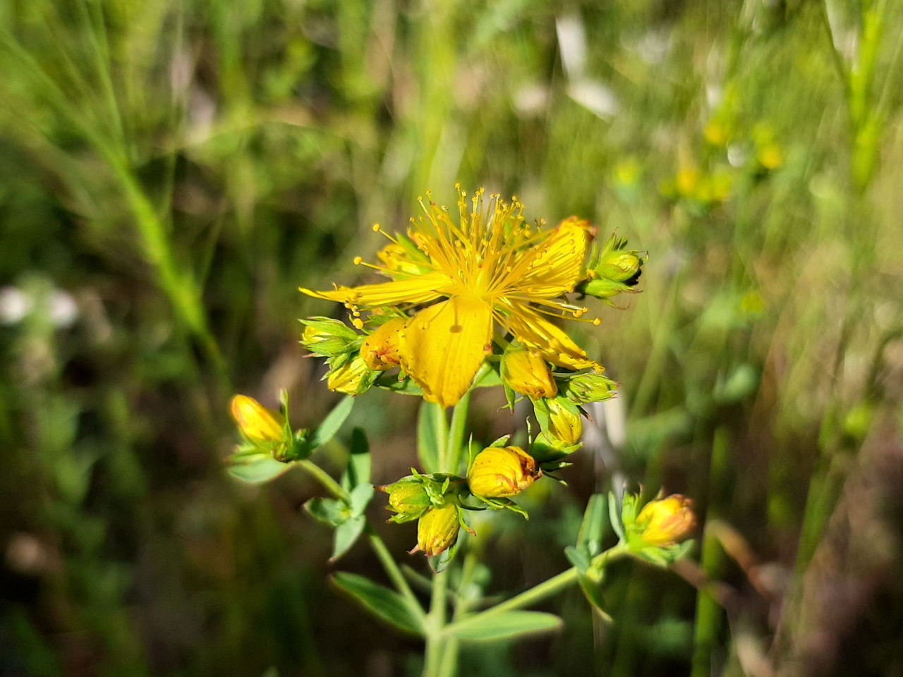 Hypericum perforatum