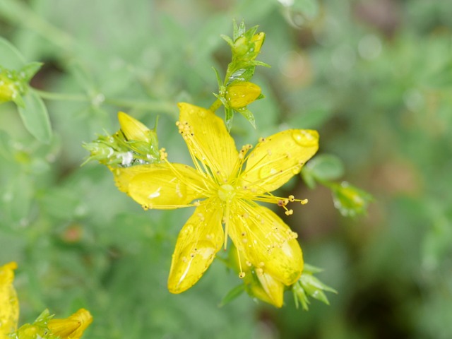 Hypericum perforatum