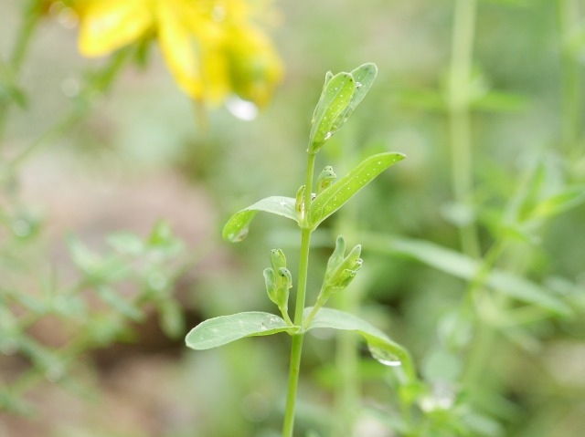 Hypericum perforatum