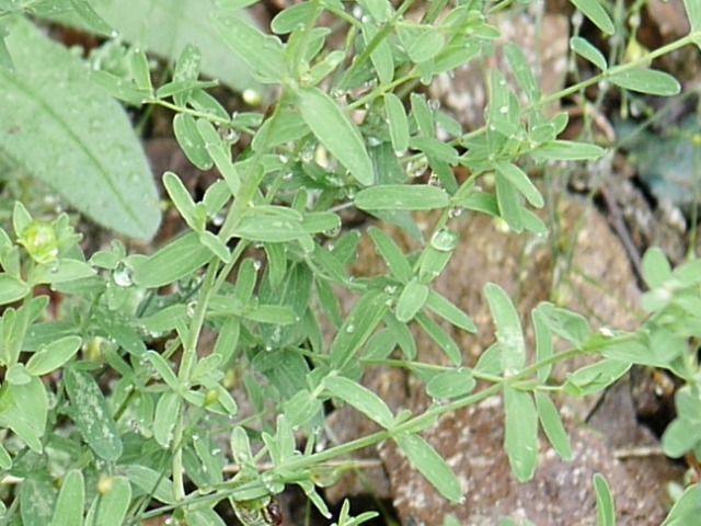 Hypericum perforatum