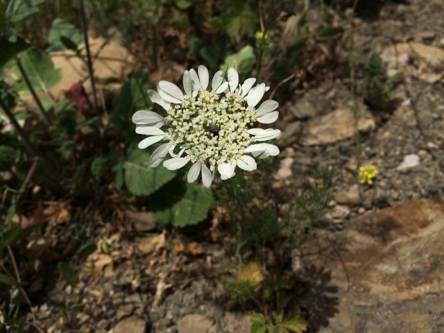 Artedia squamata