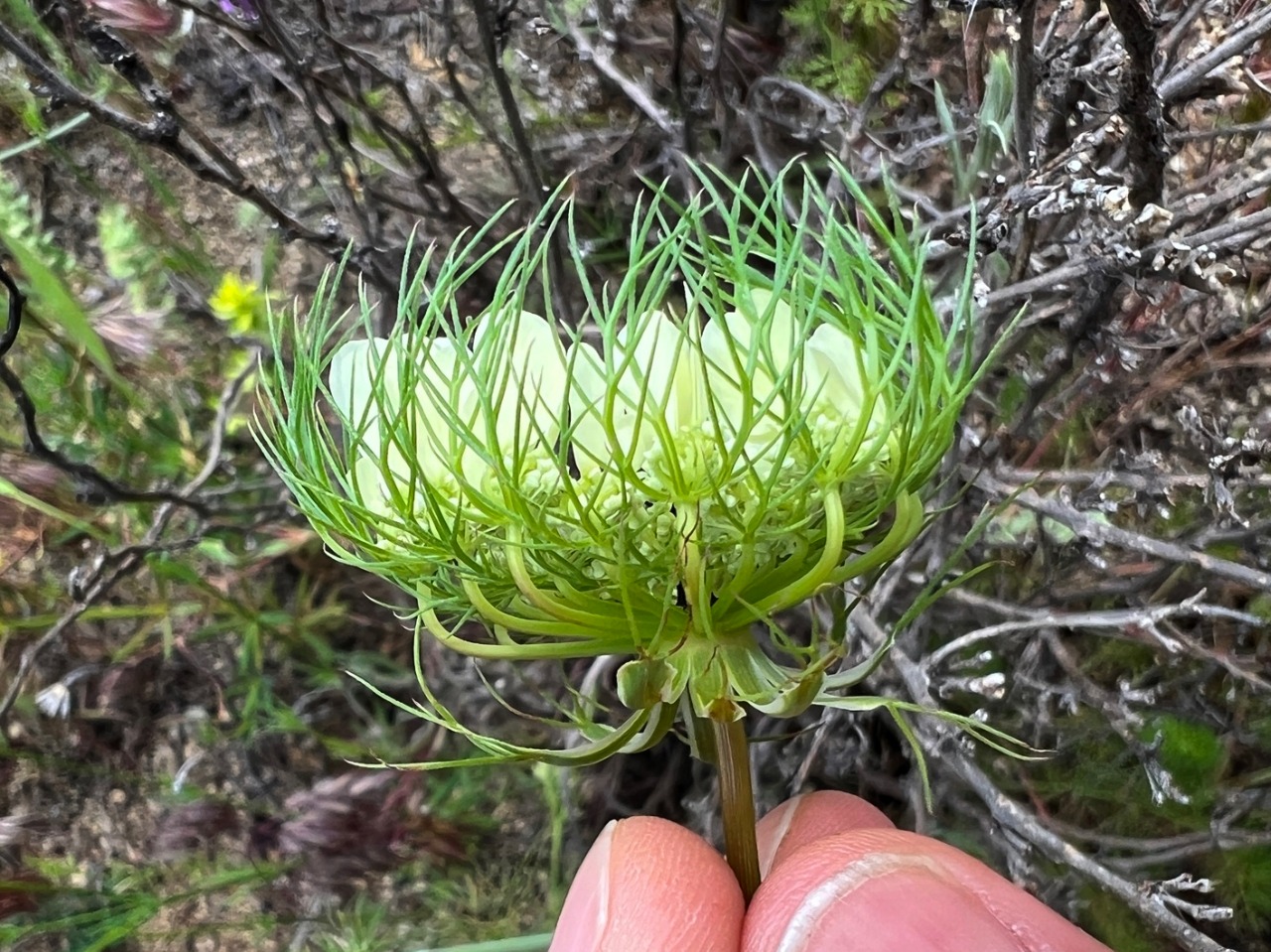 Artedia squamata