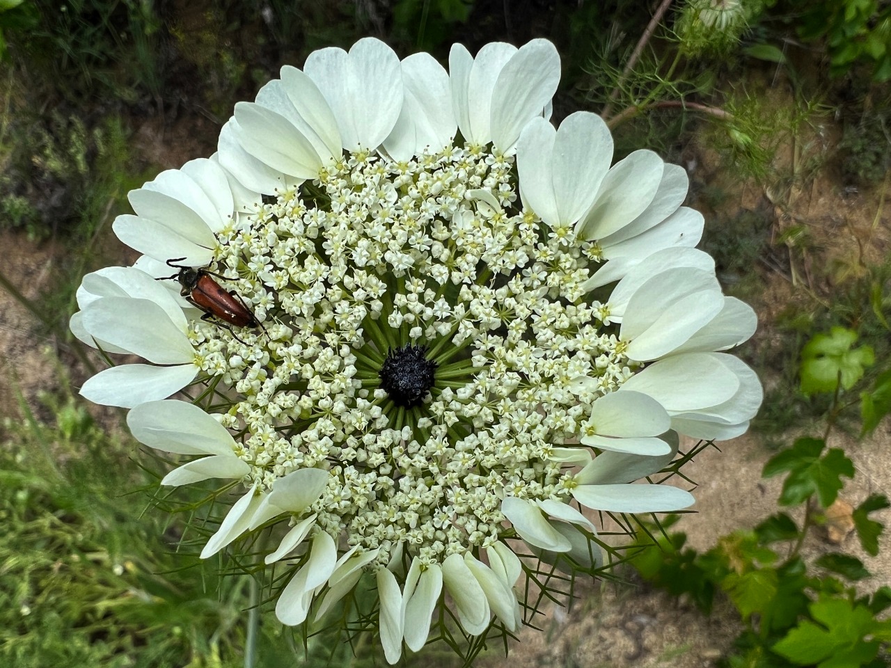 Artedia squamata