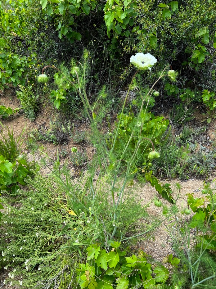 Artedia squamata