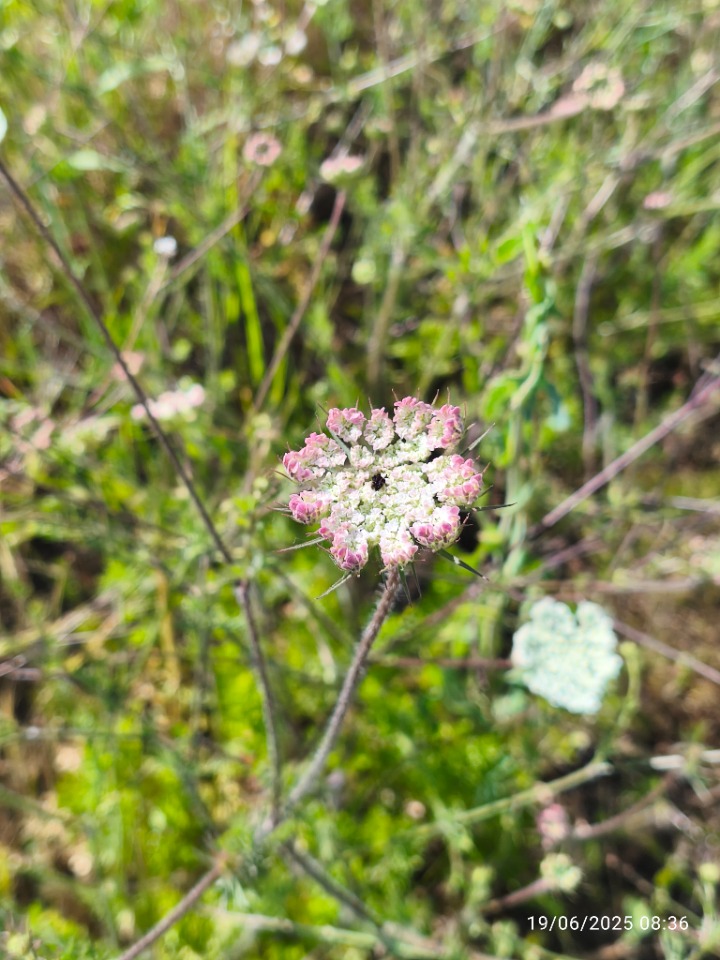 Artedia squamata