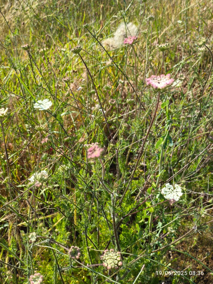 Artedia squamata