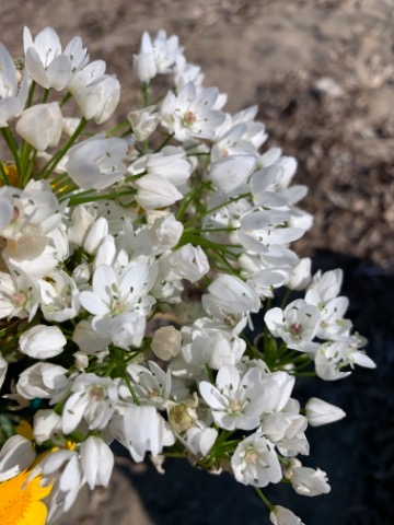 Allium neapolitanum