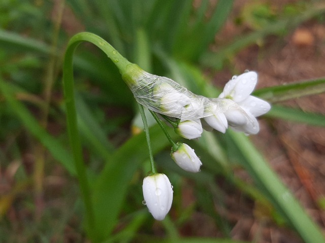 Allium neapolitanum