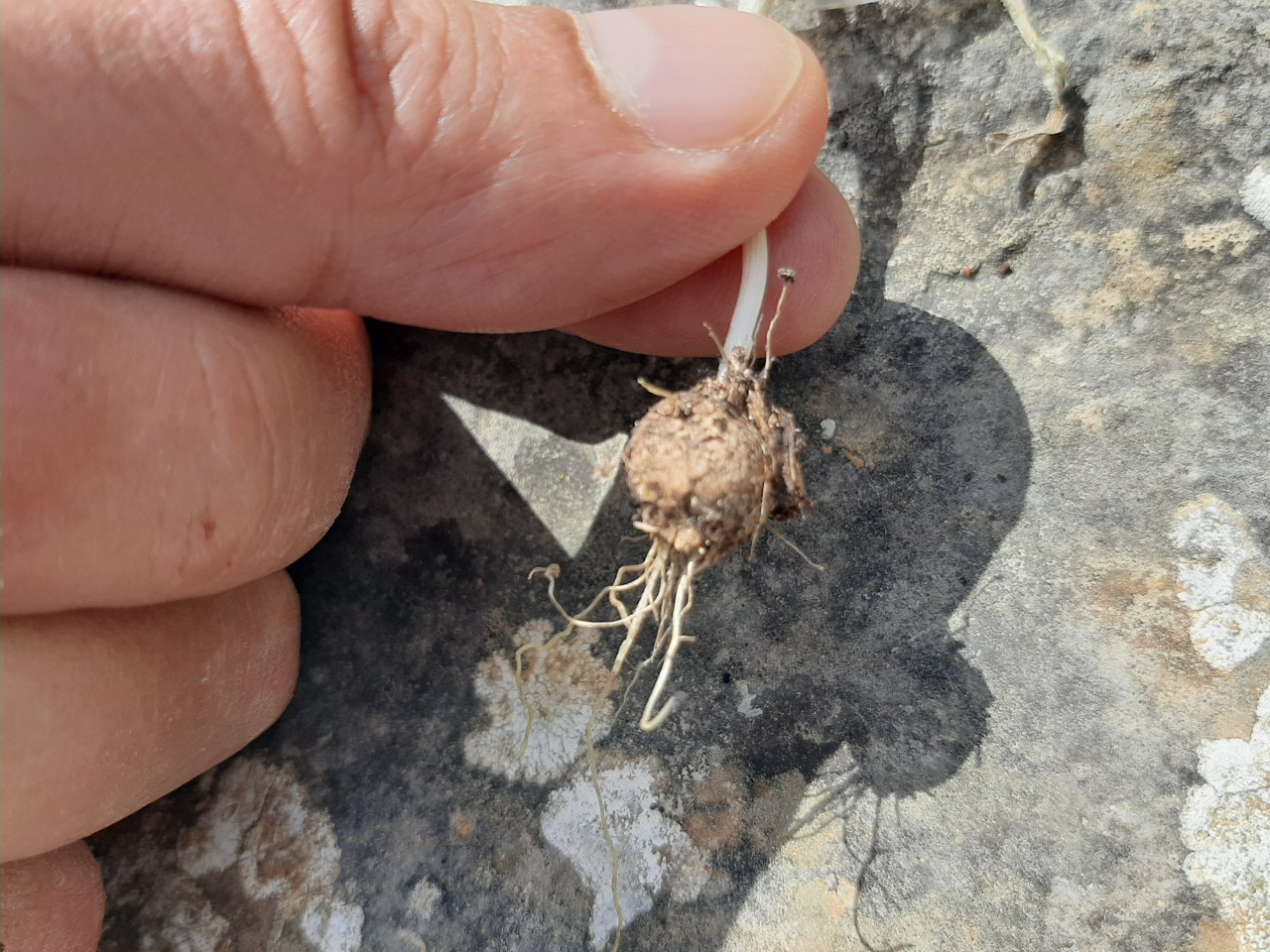 Allium neapolitanum