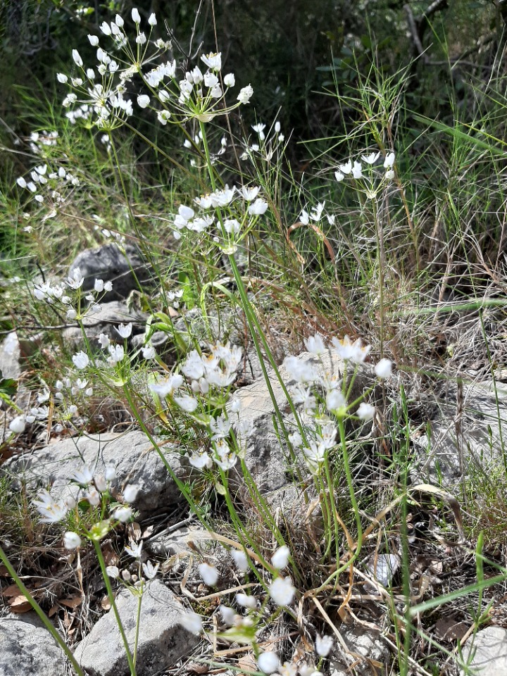 Allium neapolitanum