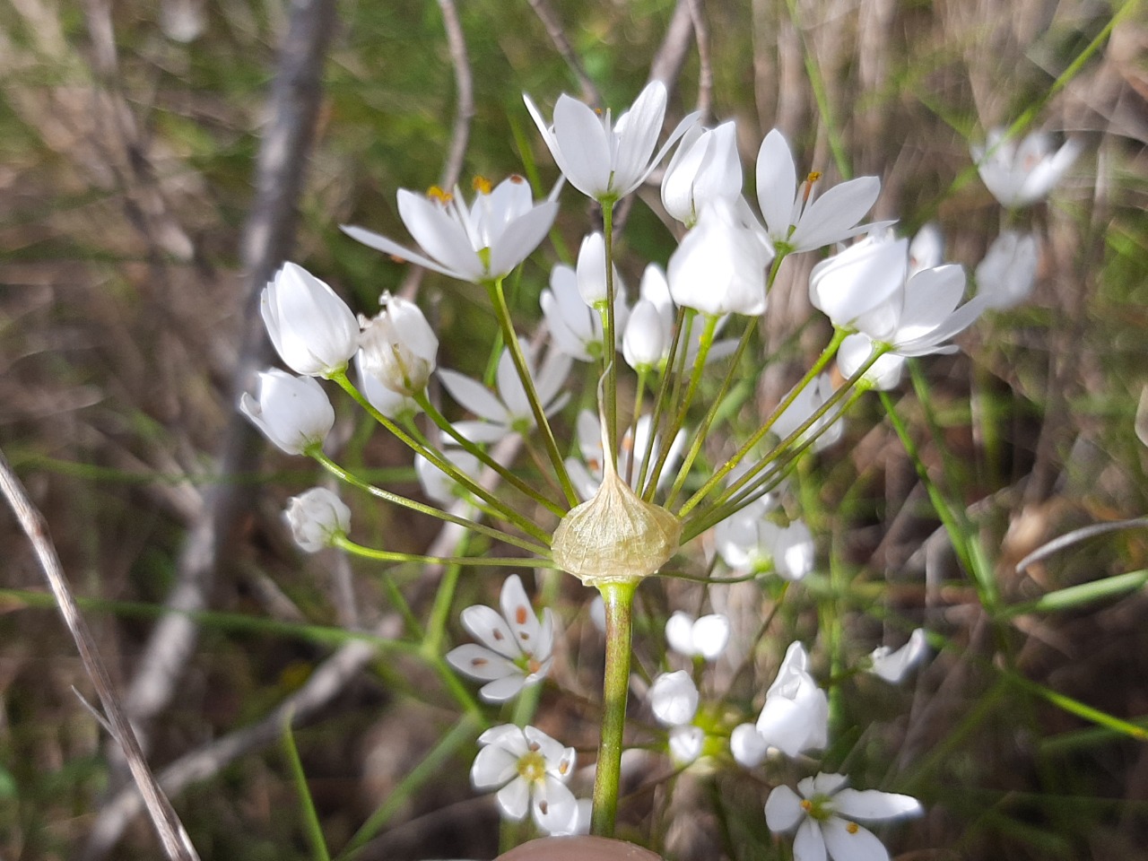 Allium neapolitanum