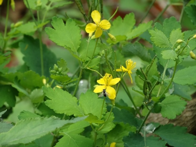 Chelidonium majus