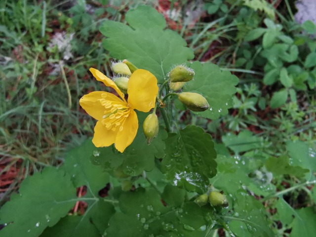 Chelidonium majus