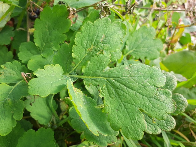 Chelidonium majus