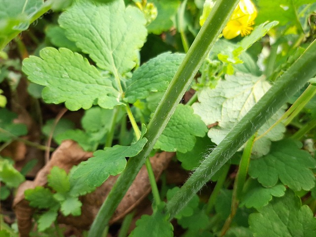 Chelidonium majus
