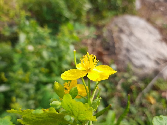 Chelidonium majus