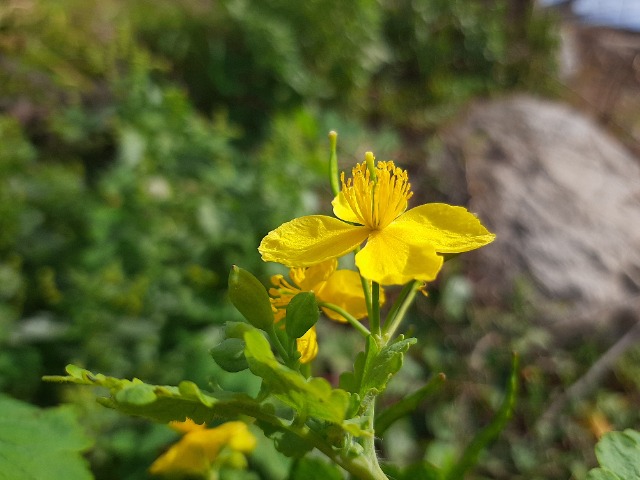 Chelidonium majus