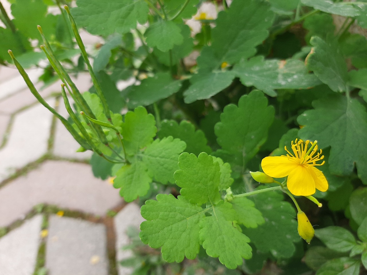 Chelidonium majus