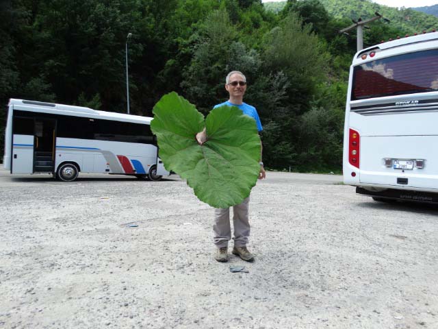 Petasites hybridus