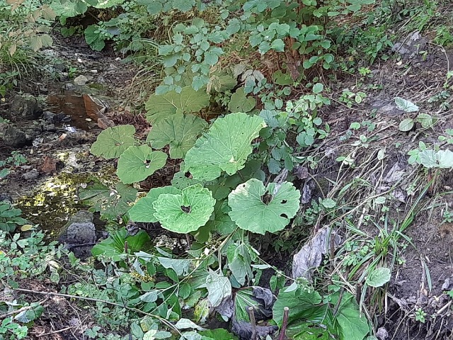 Petasites hybridus