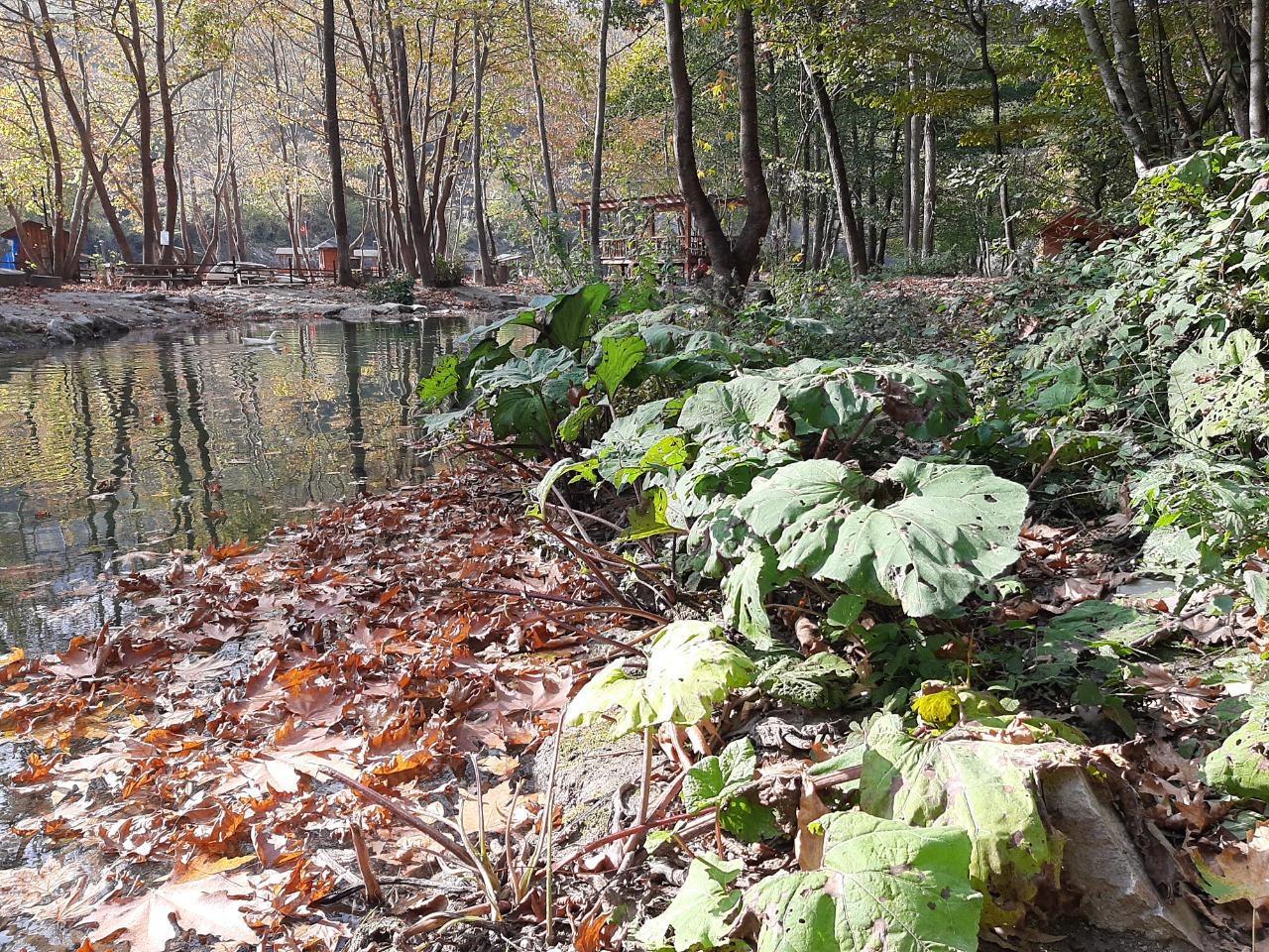 Petasites hybridus