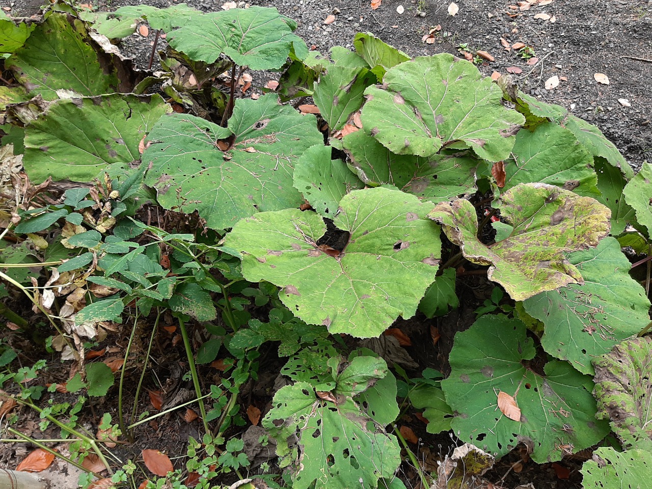 Petasites hybridus