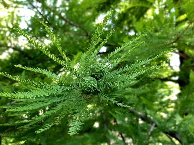 Taxodium distichum