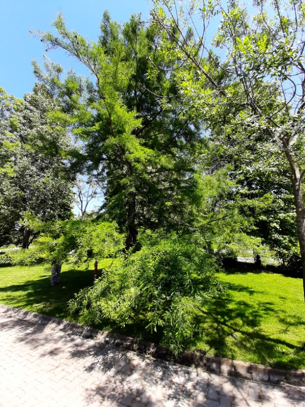 Taxodium distichum