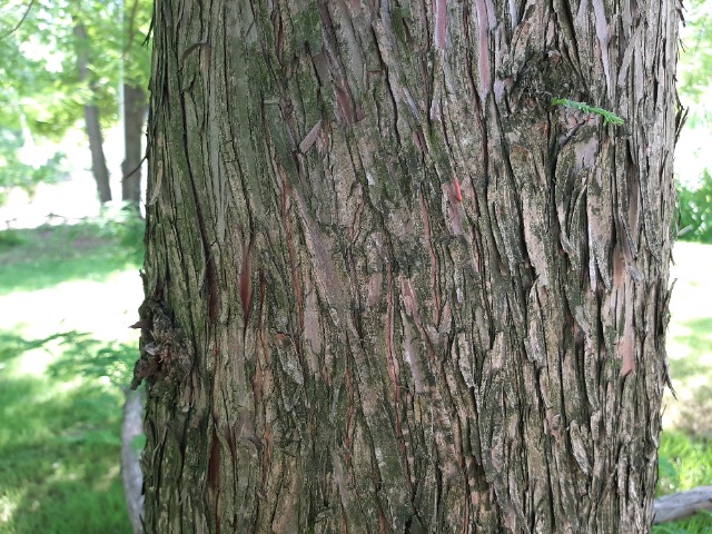 Taxodium distichum