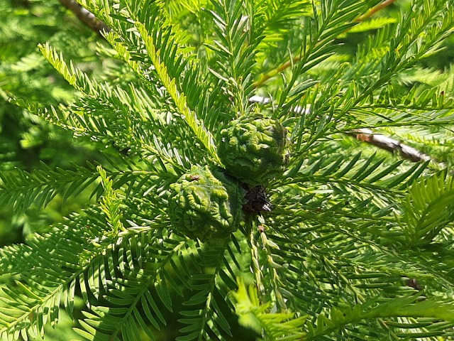 Taxodium distichum