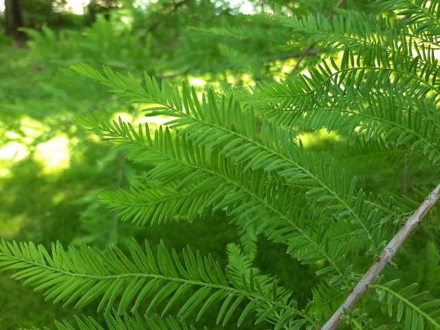 Taxodium distichum