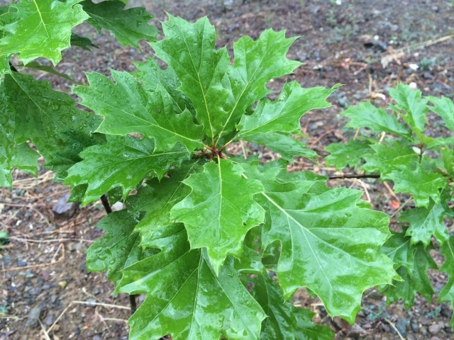 Quercus palustris