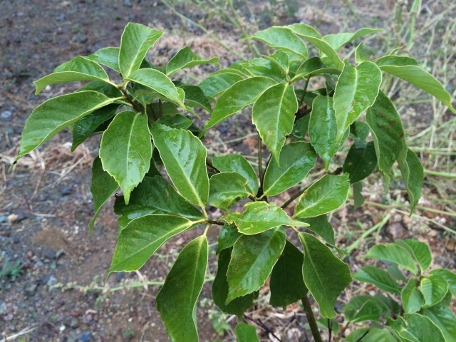 Quercus glauca