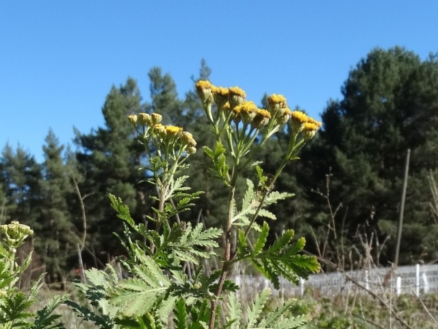 Tanacetum vulgare