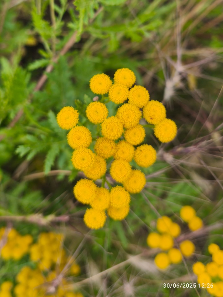 Tanacetum vulgare