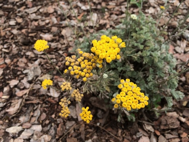 Tanacetum vulgare