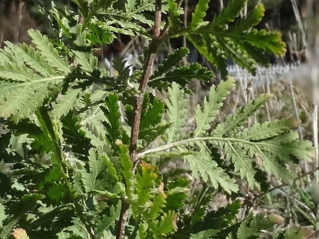 Tanacetum vulgare