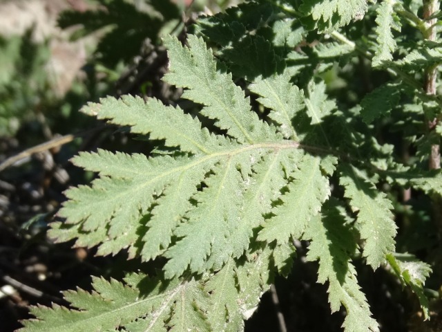 Tanacetum vulgare