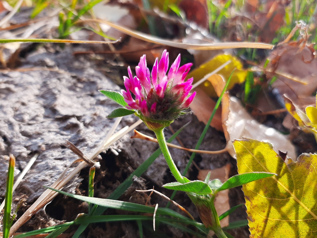 Trifolium pratense