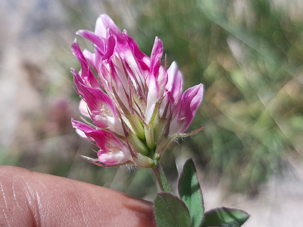 Trifolium pratense