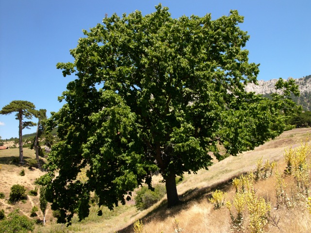 Corylus colurna