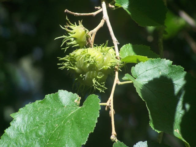 Corylus colurna