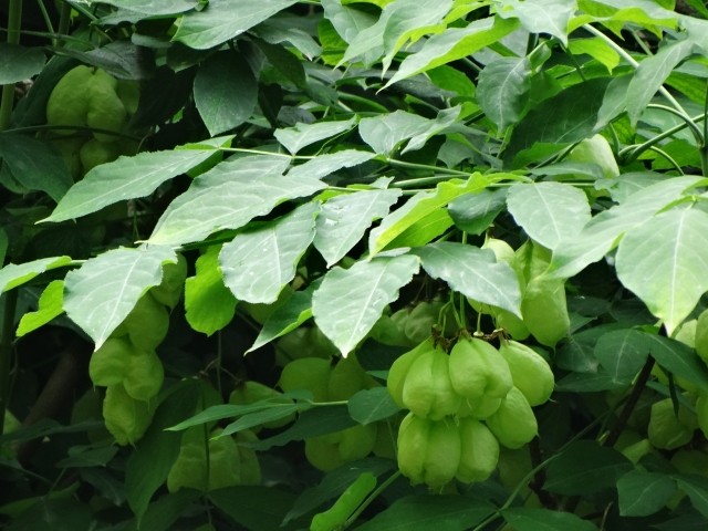 Staphylea pinnata