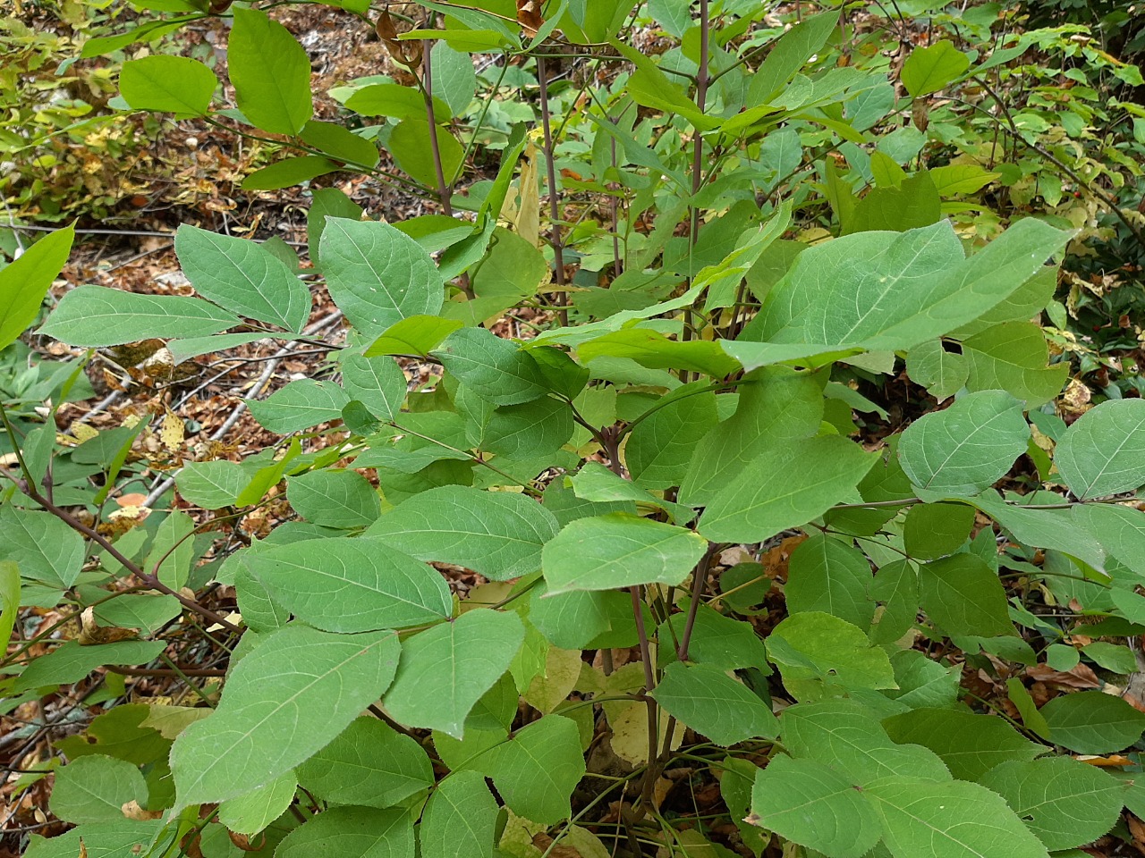 Staphylea pinnata